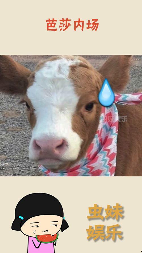 娱乐吃瓜酱无所谓,无所谓,只谈笑风生